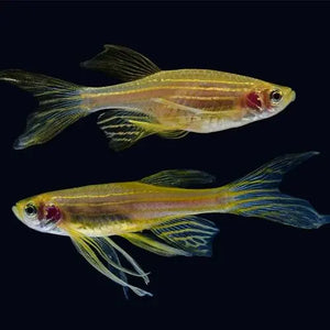 Danio - Gold Zebra Longfin 3cm Micro Aquatic Shop