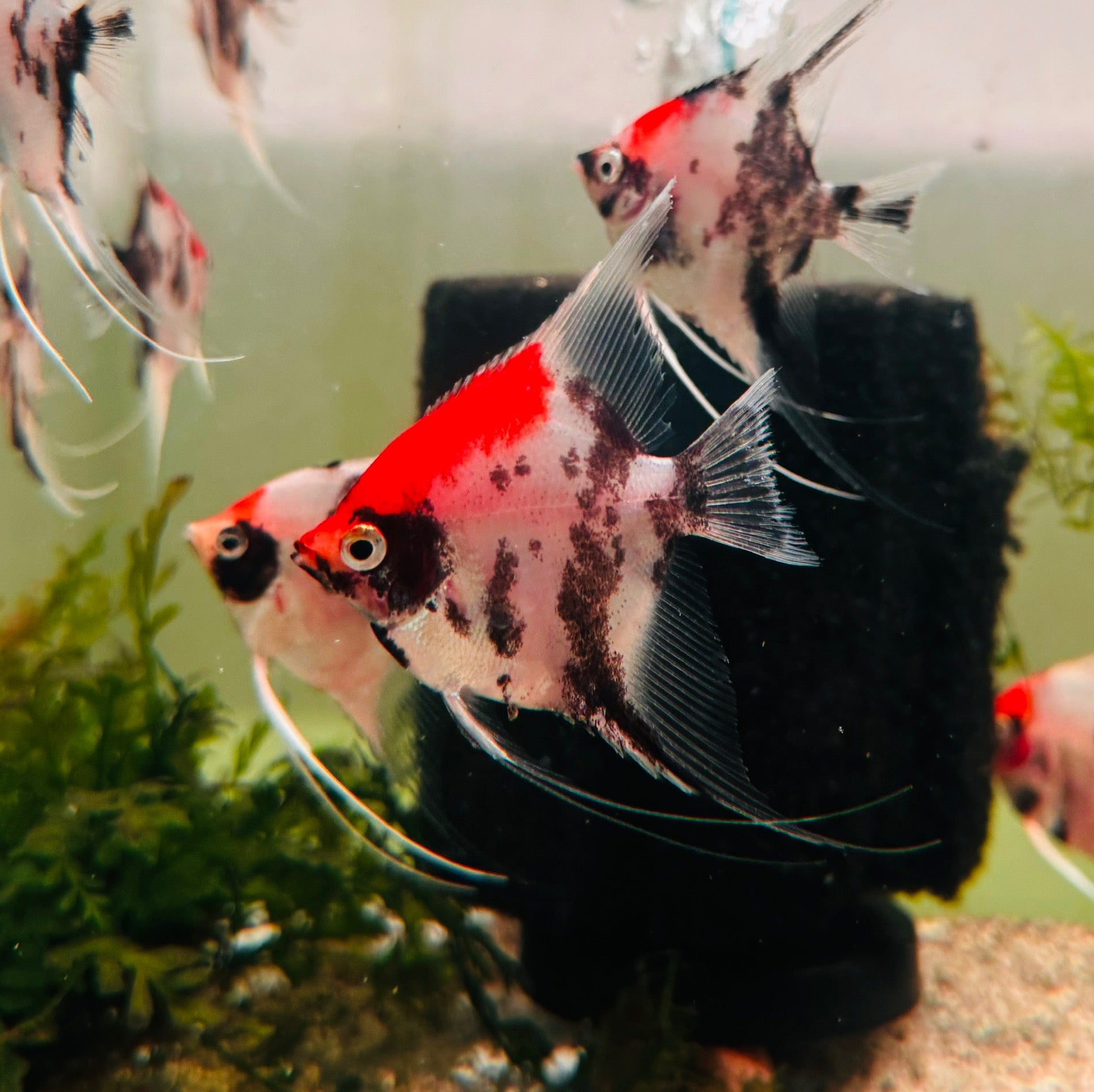 Angel Fish - A Grade Red Head Koi 6cm