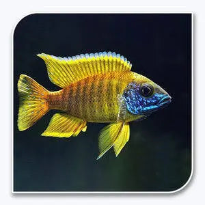 Yellow Peacock Cichlid 5cm Micro Aquatic Shop