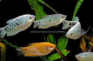 Gourami - Assorted Color 4cm Micro Aquatic Shop