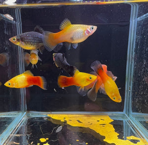 Platies – Multicolor 3cm Micro Aquatic Shop