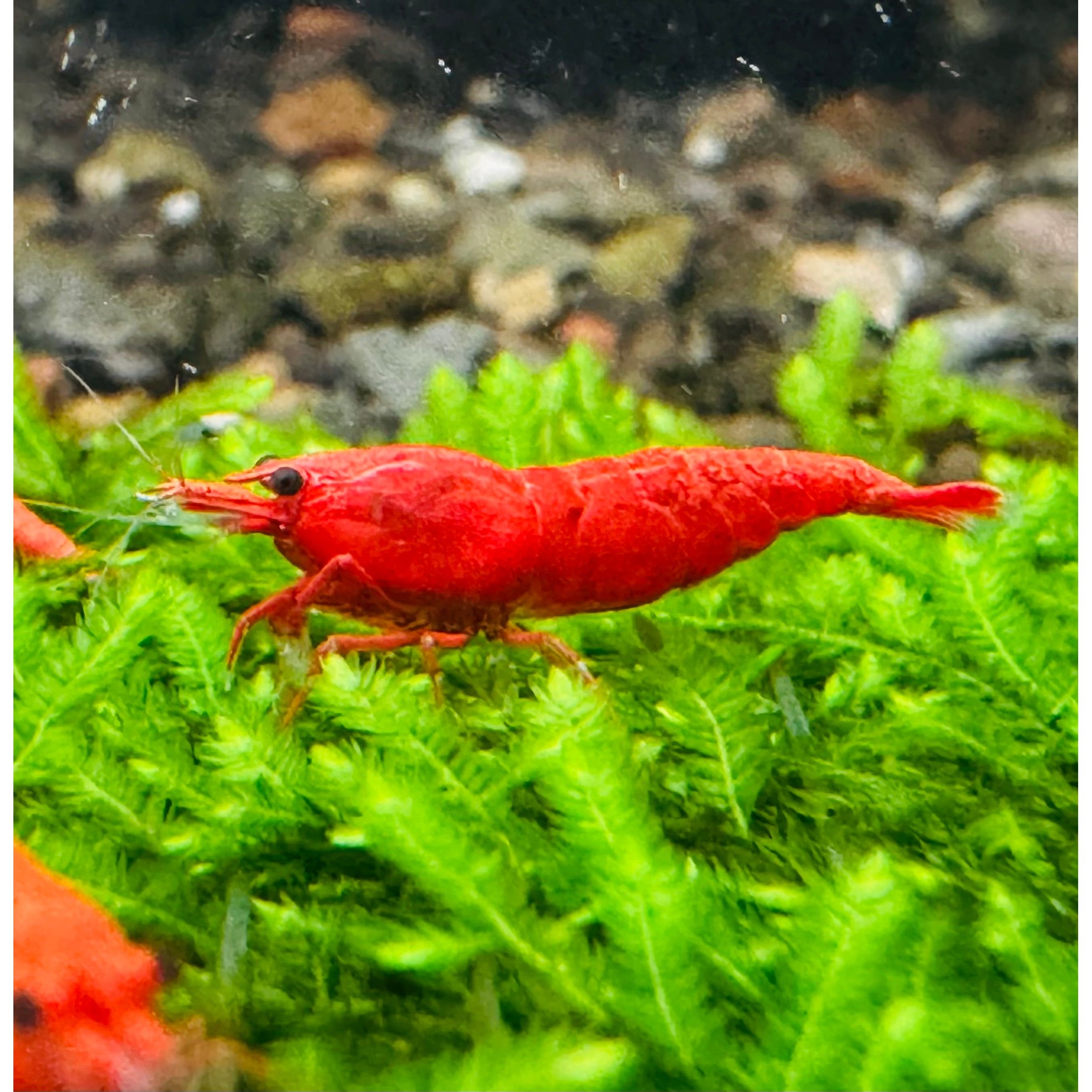 Cherry Shrimp - Fire Red 1cm Micro Aquatic Shop