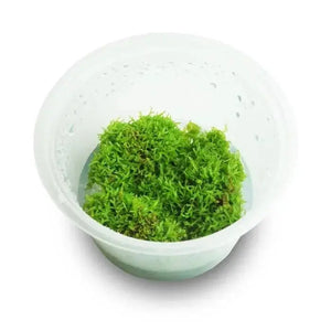 Tissue Culture- Riccia Crystalwort Micro Aquatic Shop