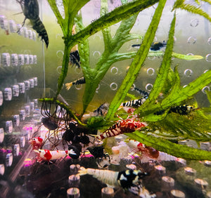 Caridina Shrimp - Mix Random Colour 1.5cm Micro Aquatic Shop