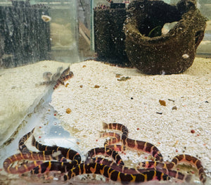 Kuhli Loach - Pangio Kuhlii Stripe 5cm Micro Aquatic Shop