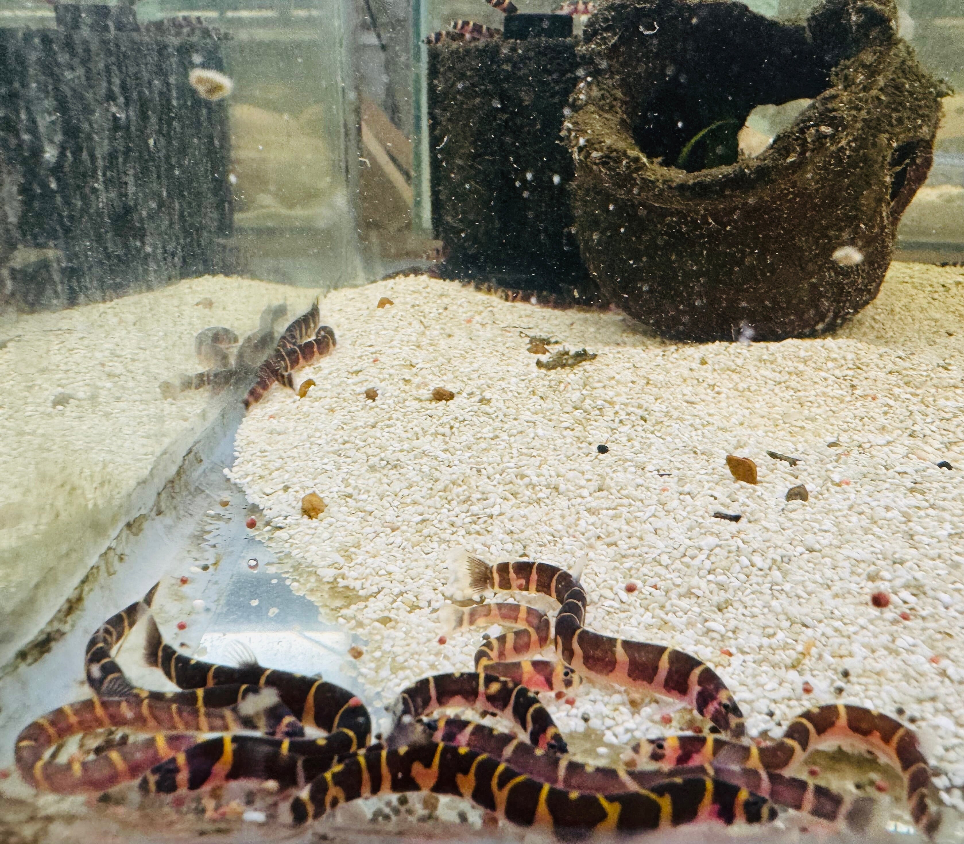 Kuhli Loach - Pangio Kuhlii Stripe 4cm Micro Aquatic Shop