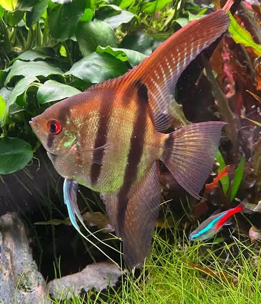Angel Fish - Amanpa Redback Juvies 3cm Cutie Micro Aquatic Shop