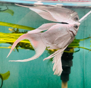 Mollies – Ribbon Diamond Eyes Platinum Balloon 4cm Micro Aquatic Shop