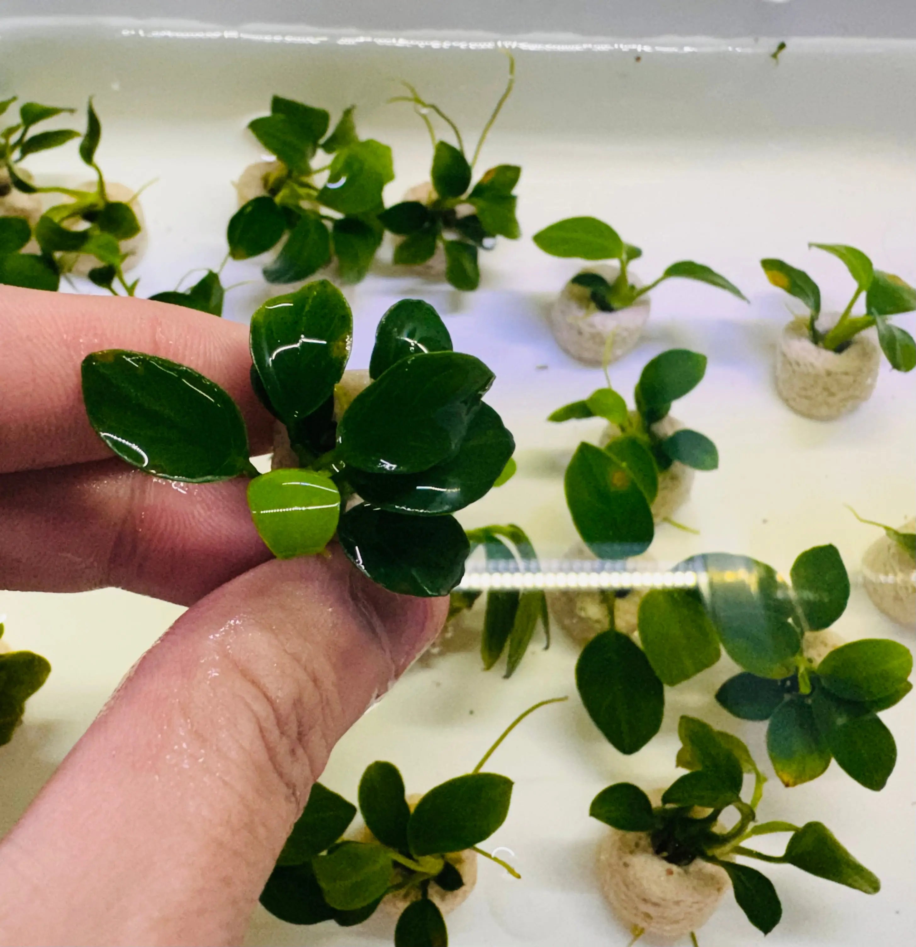 Anubias barteri var. nana 'petite' Micro Aquatic Shop