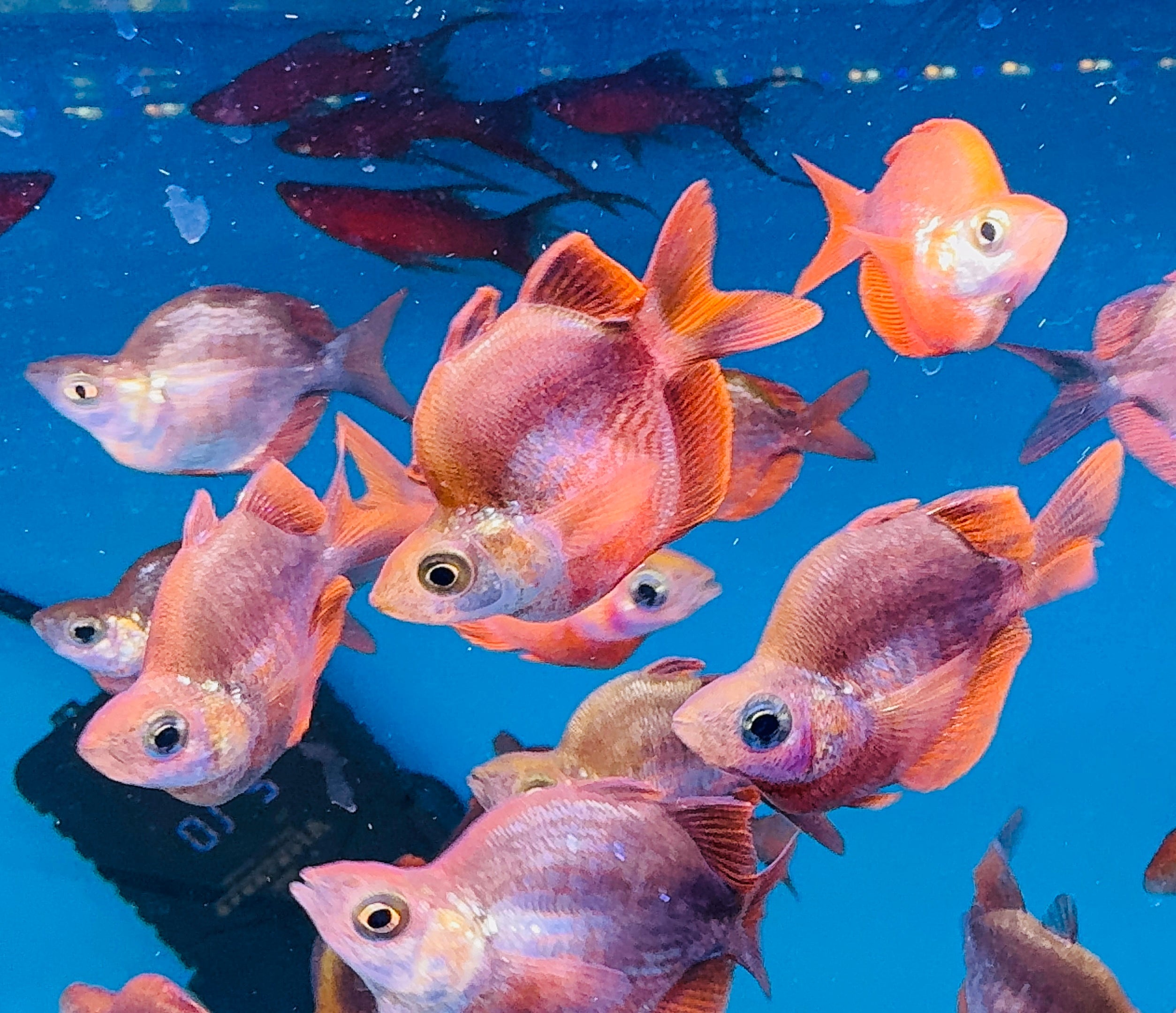 Red Salmon Rainbowfish 6cm Micro Aquatic Shop