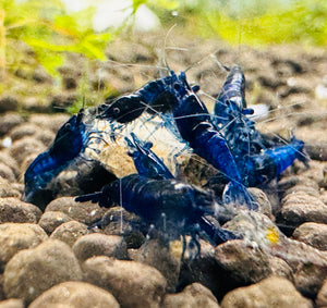 30% SAVE Blue Dreams Cherry Shrimp Starter Bundle Micro Aquatic Shop