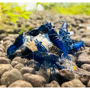 30% SAVE Blue Dreams Cherry Shrimp Starter Bundle Micro Aquatic Shop