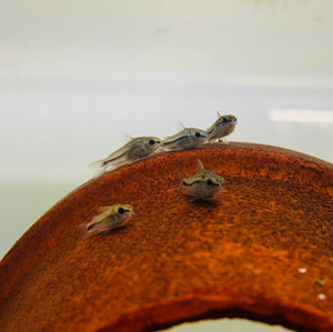 Corydoras - Pygmy Catfish Micro Aquatic Shop