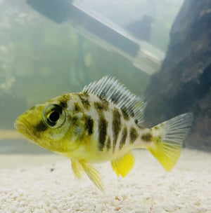 African Malawi Cichlid – Nimbo. Venustus - Giraffee Cichlid 5cm Micro Aquatic Shop