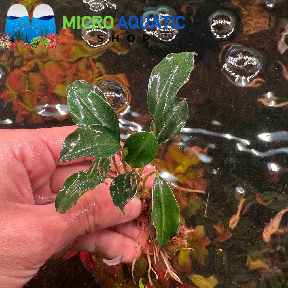 Bucephalandra - Broad Sword