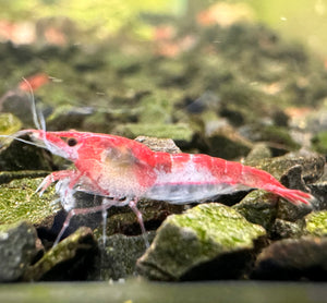 BUY 10 GET 5 FREE Cherry Shrimp - Red Rili 1cm Micro Aquatic Shop