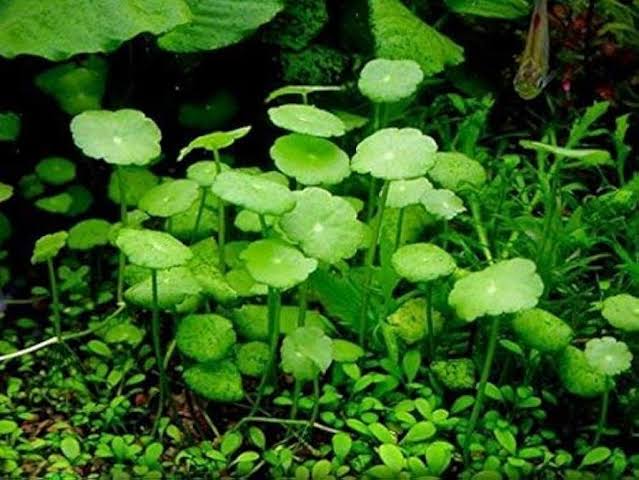 Rare -Tissue Culture - HYDROCOTYLE VERTICILLATA