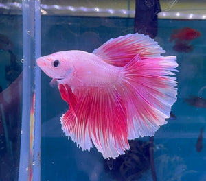 Betta Male - A Grade Prince P1 Show Micro Aquatic Shop