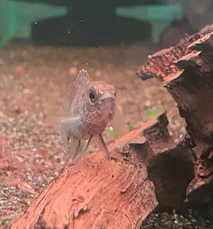 Exotic Nano Fish - Blue Badis (pair) Micro Aquatic Shop