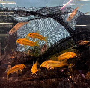 Gold Laser Cory Catfish 3cm Micro Aquatic Shop