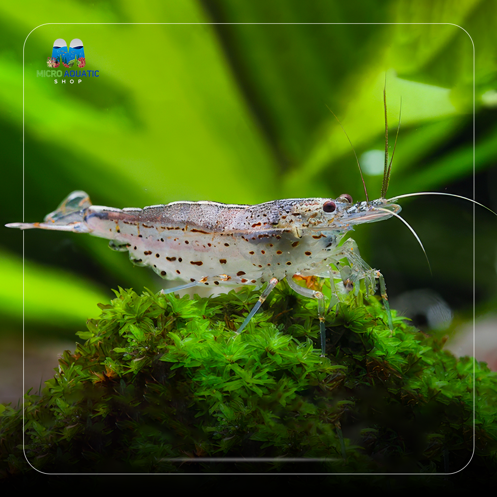Algae Eater Ghost Shrimp