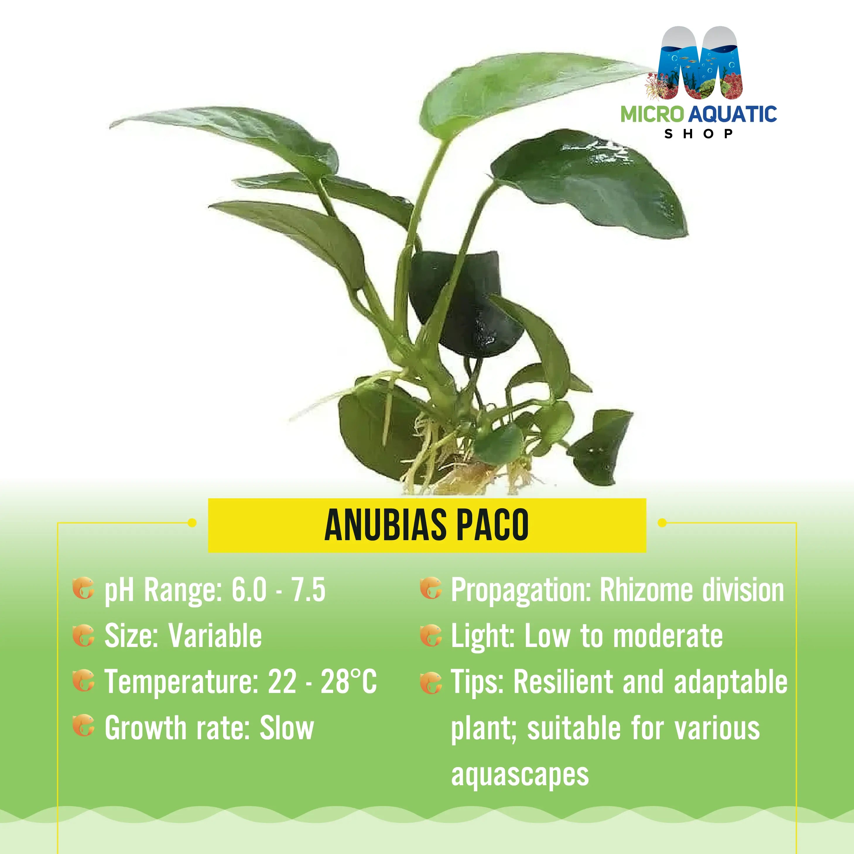 ANUBIAS PACO Micro Aquatic Shop