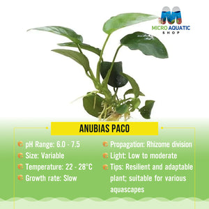 ANUBIAS PACO Micro Aquatic Shop