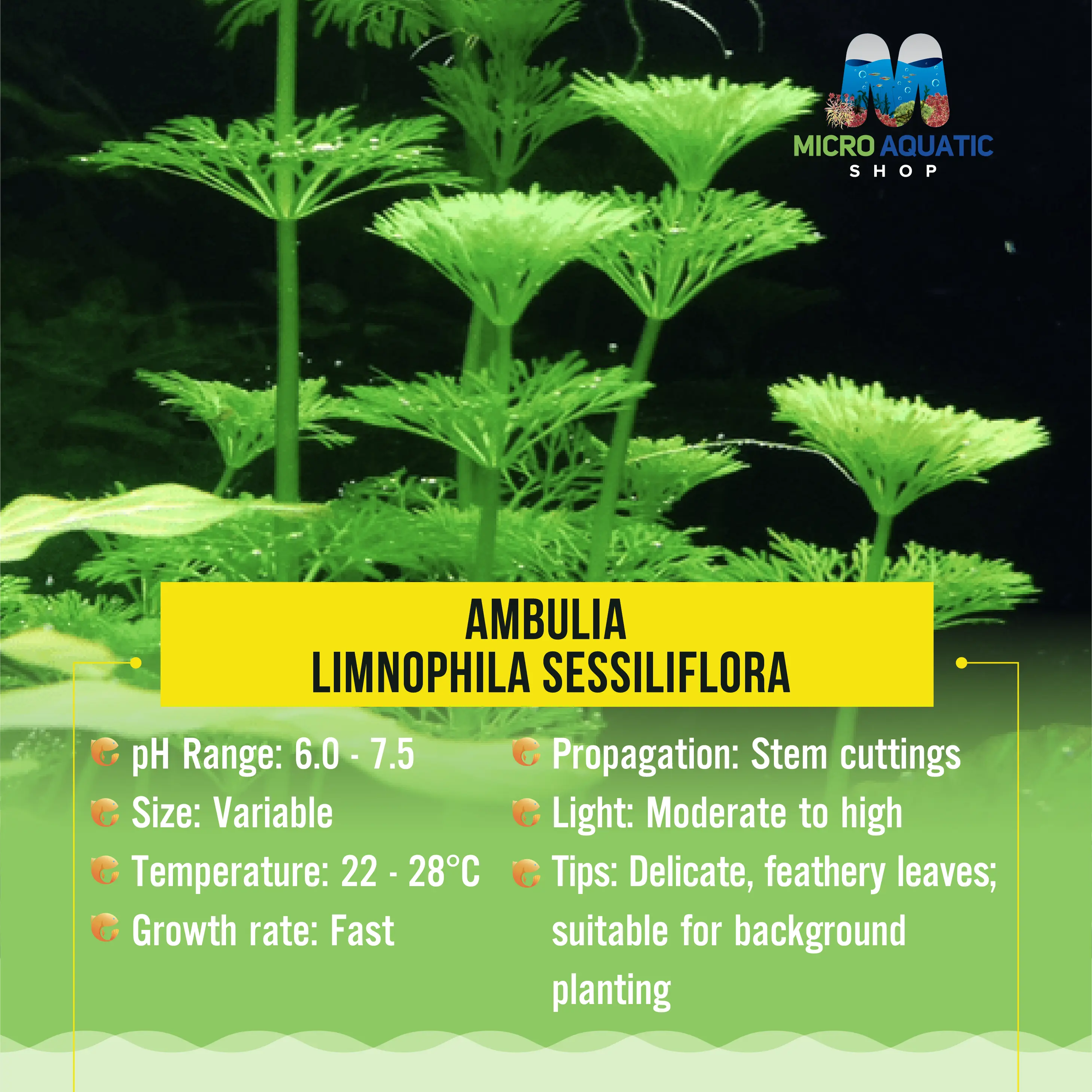 Ambulia - Limnophila sessiliflora Micro Aquatic Shop