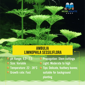 Ambulia - Limnophila sessiliflora Micro Aquatic Shop