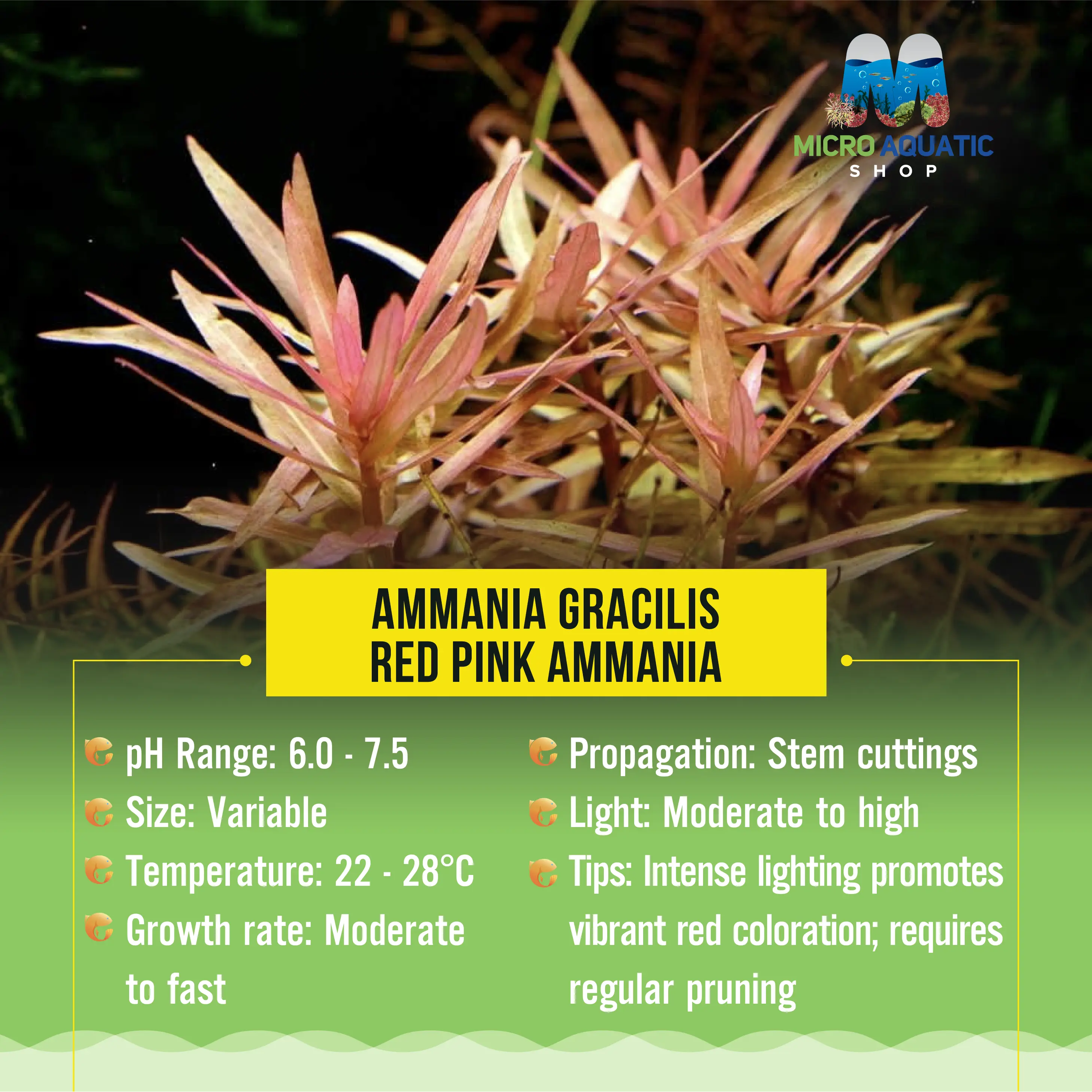 Ammania Gracilis - Red Pink Ammania Micro Aquatic Shop
