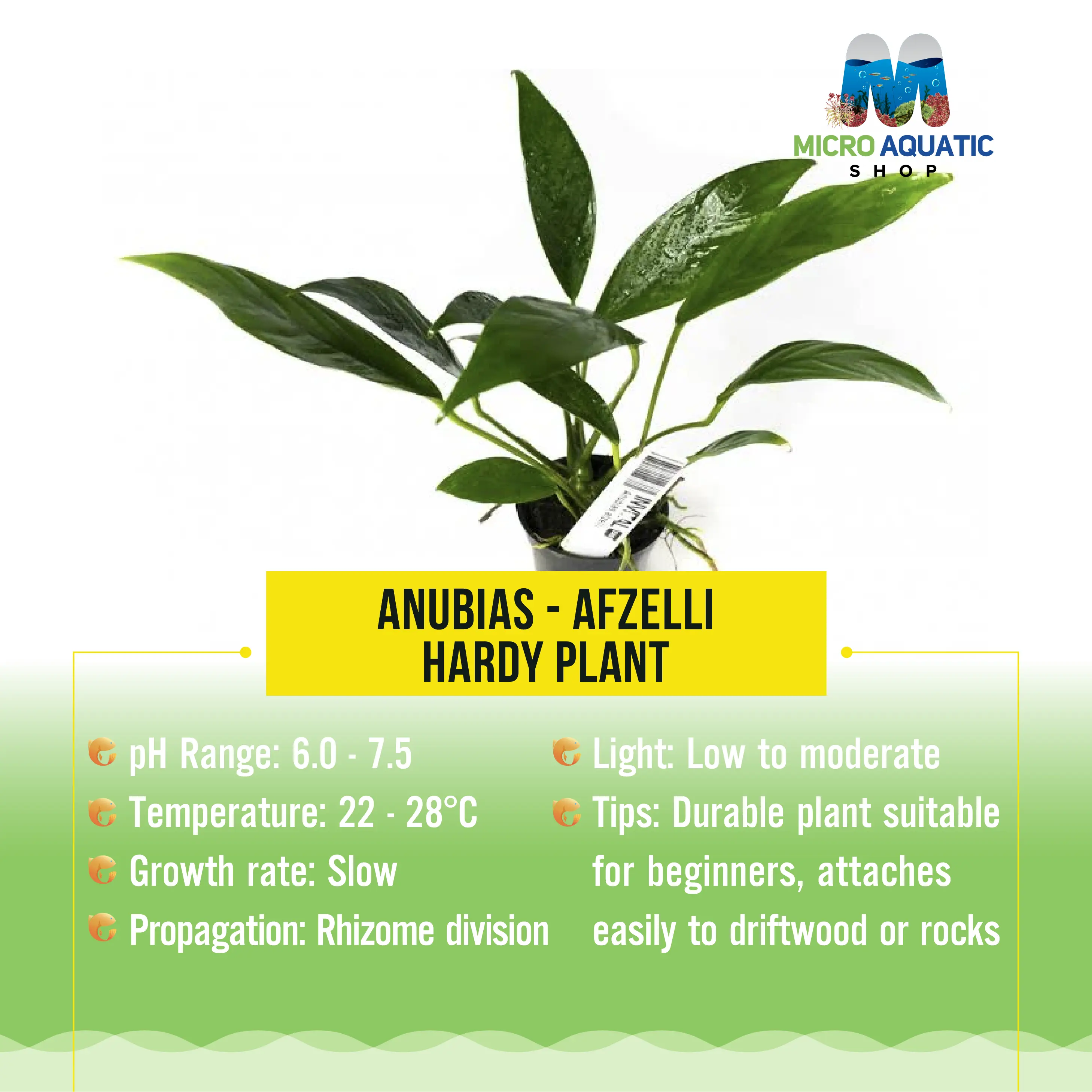 Anubias - Afzelli - Hardy Plant Micro Aquatic Shop