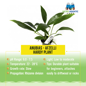 Anubias - Afzelli - Hardy Plant Micro Aquatic Shop