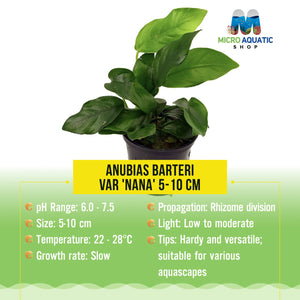 Anubias Barteri Var 'Nana' 5-10 cm Micro Aquatic Shop