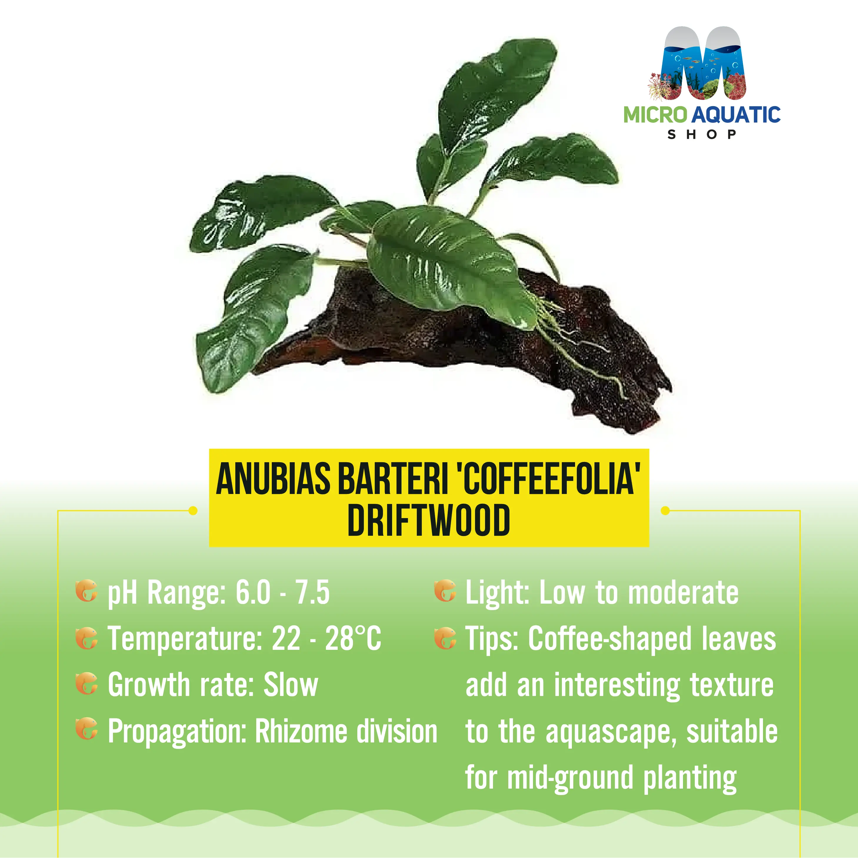 Anubias Barteri 'Coffeefolia' -Driftwood Micro Aquatic Shop