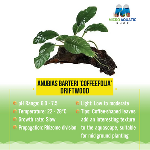 Anubias Barteri 'Coffeefolia' -Driftwood Micro Aquatic Shop