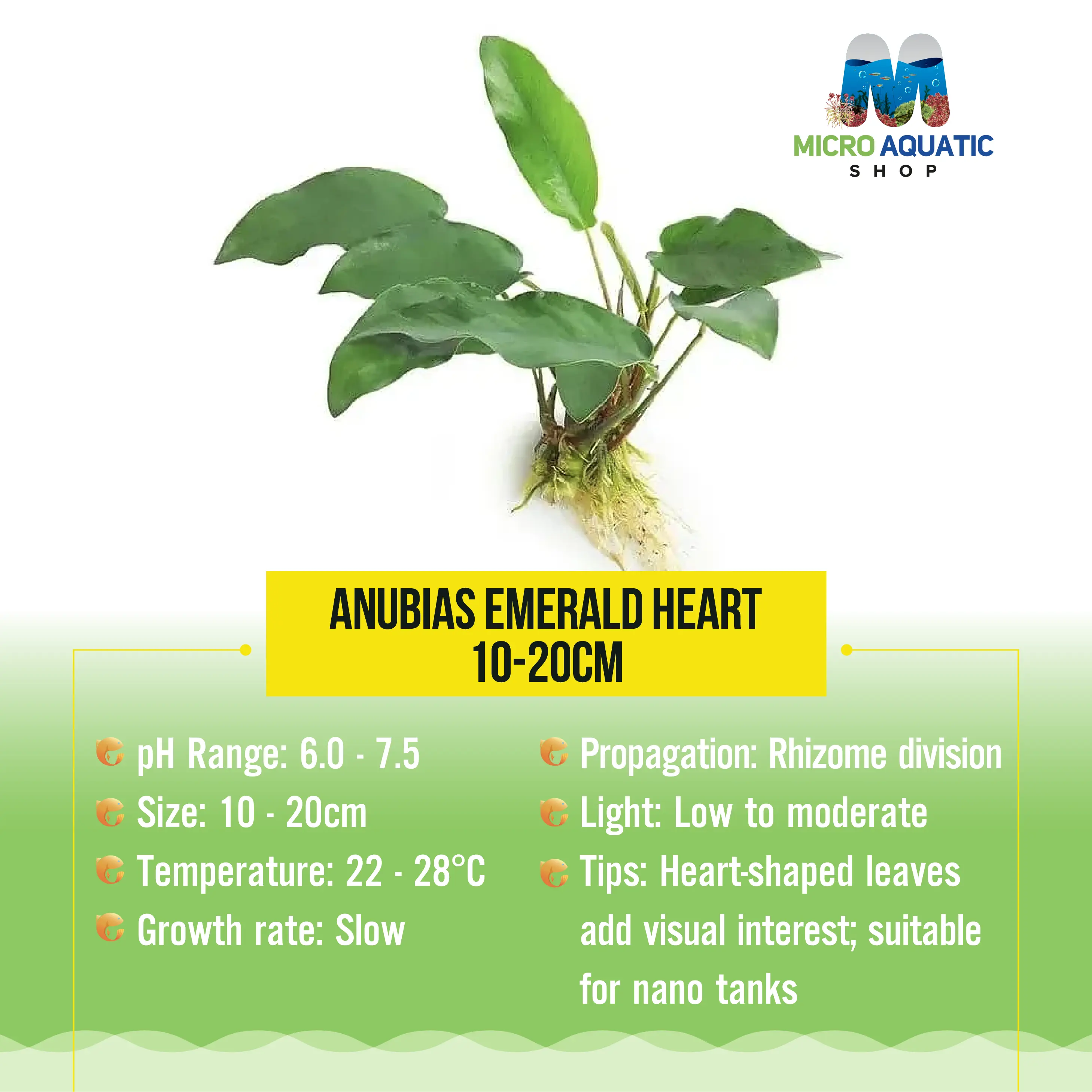 Anubias Emerald Heart - 10-20Cm Micro Aquatic Shop