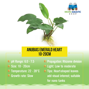 Anubias Emerald Heart - 10-20Cm Micro Aquatic Shop
