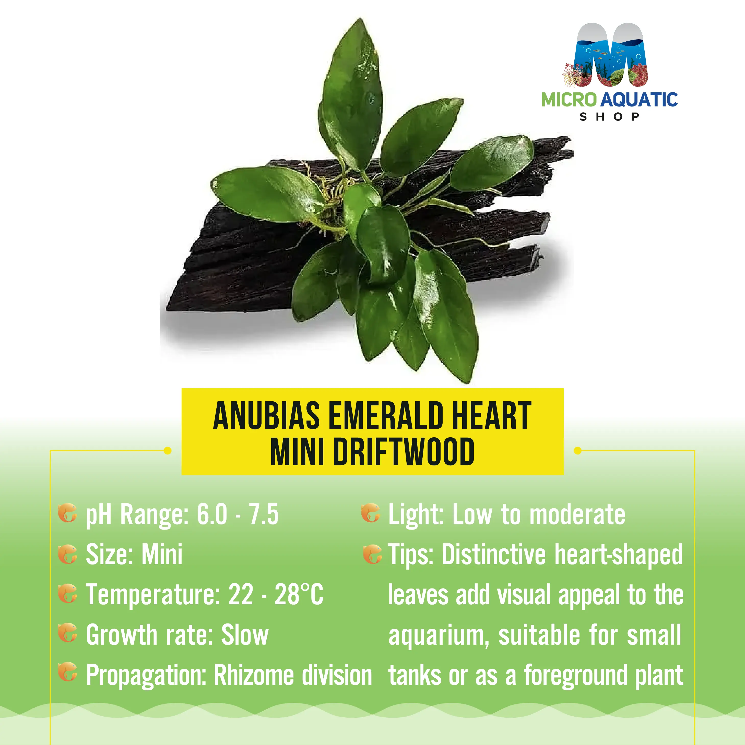 Anubias Emerald Heart - Mini Driftwood Micro Aquatic Shop