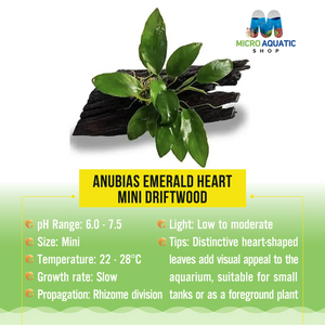 Anubias Emerald Heart - Mini Driftwood Micro Aquatic Shop