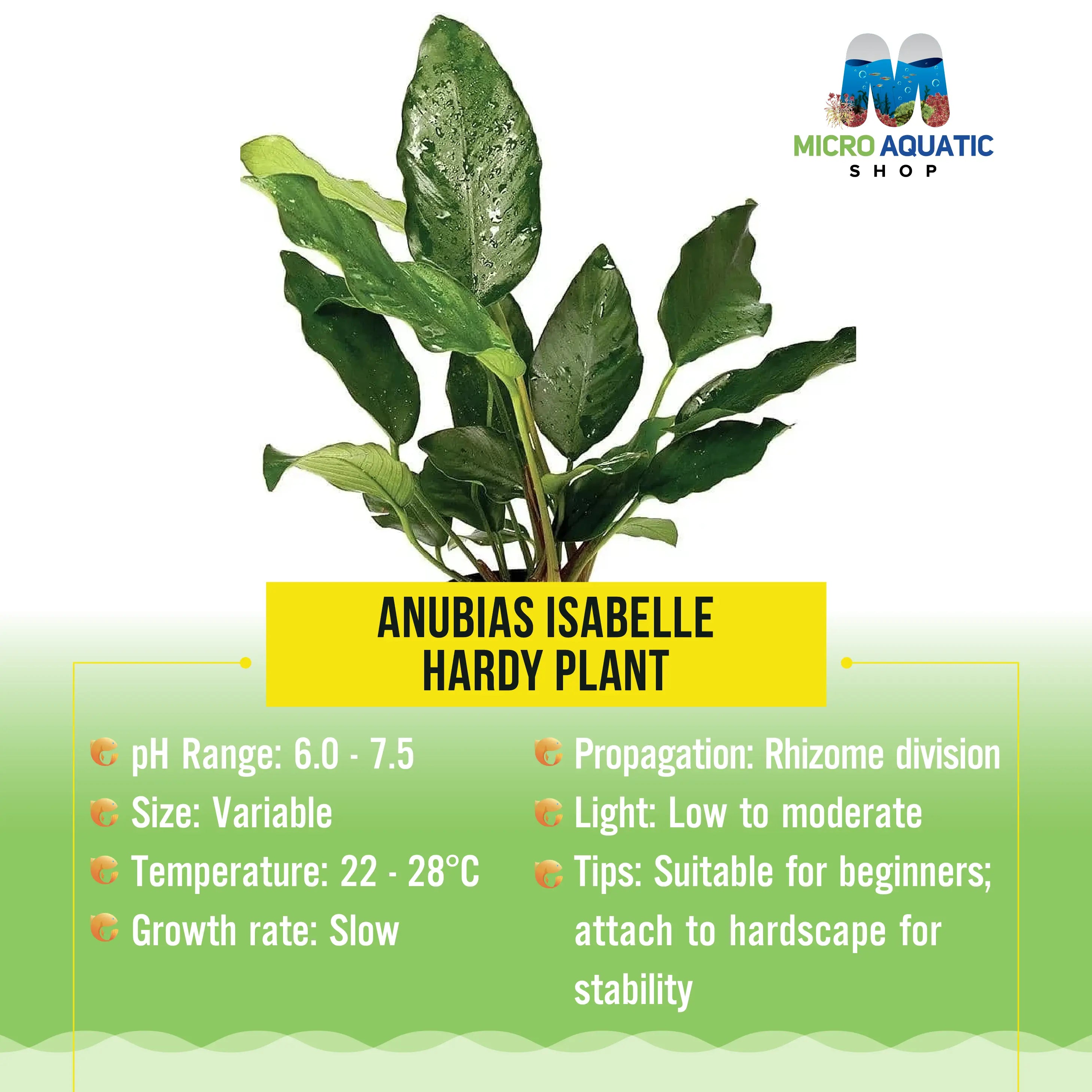 Anubias Isabelle - Hardy Plant Micro Aquatic Shop