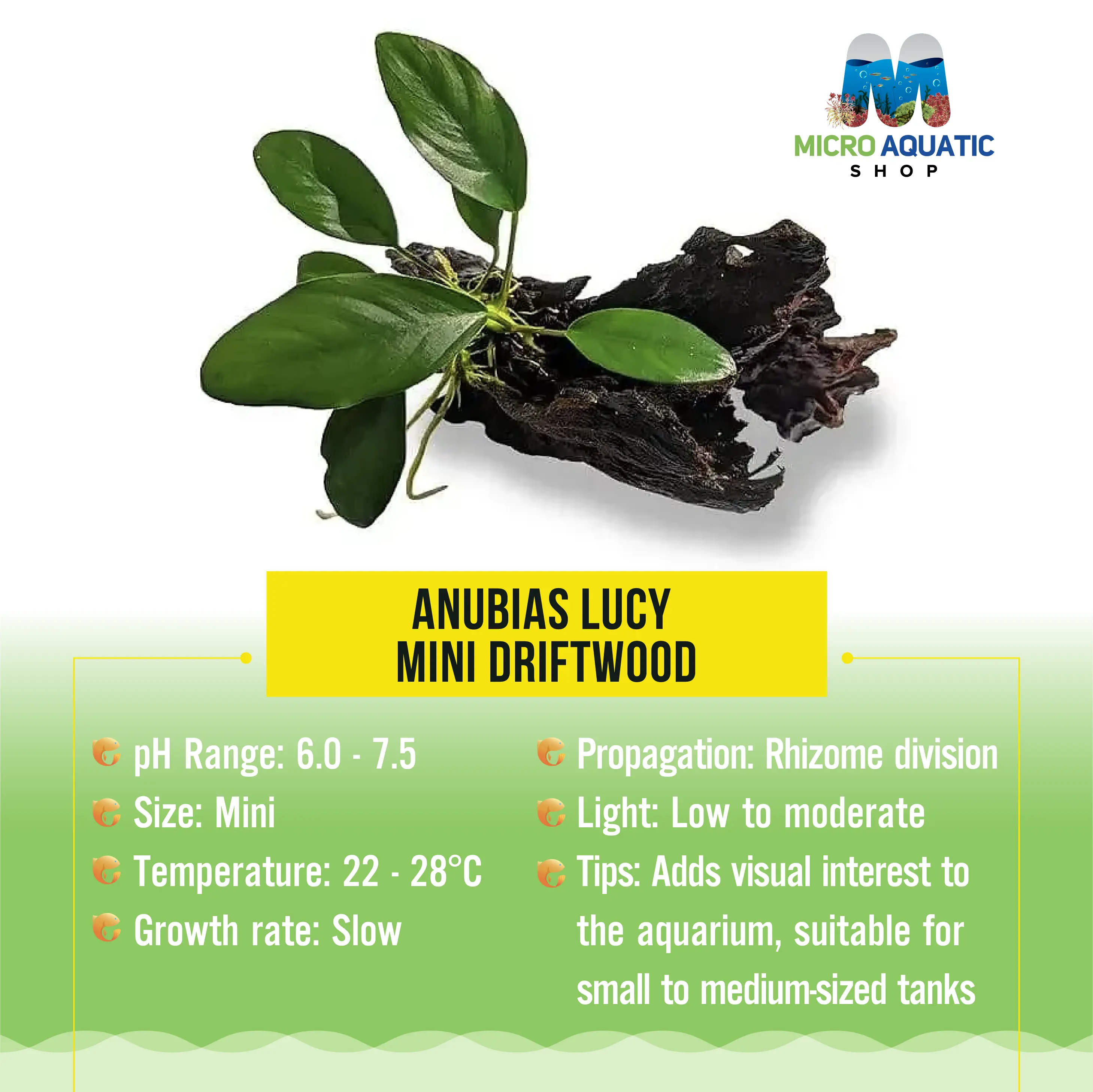 Anubias Lucy - Mini Driftwood Micro Aquatic Shop
