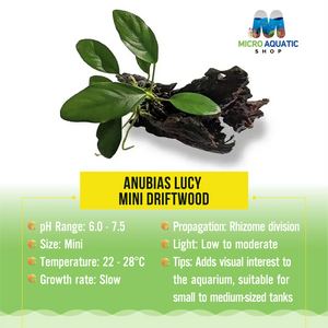 Anubias Lucy - Mini Driftwood Micro Aquatic Shop