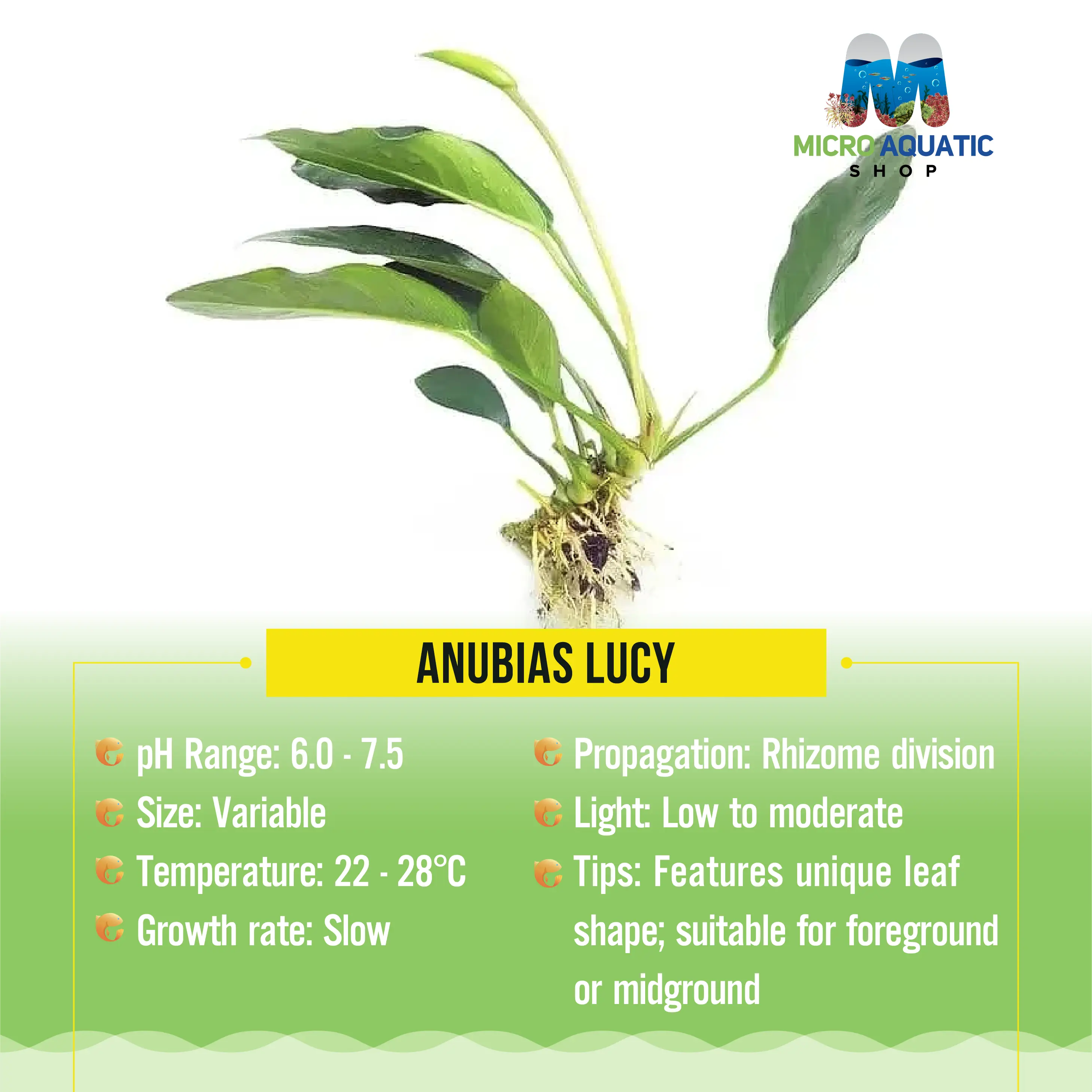 Anubias Lucy Micro Aquatic Shop