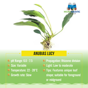 Anubias Lucy Micro Aquatic Shop