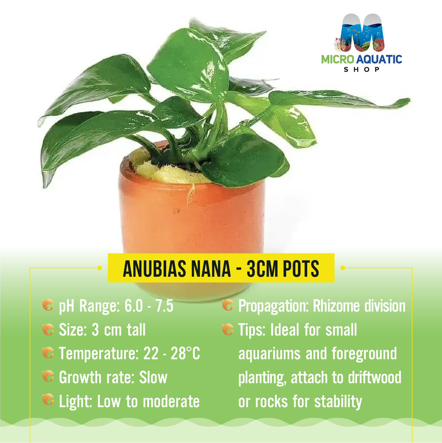Anubias Nana - 3CM POTS Micro Aquatic Shop