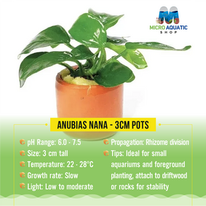 Anubias Nana - 3CM POTS Micro Aquatic Shop