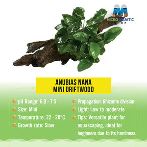 Anubias Nana - Mini Driftwood Micro Aquatic Shop