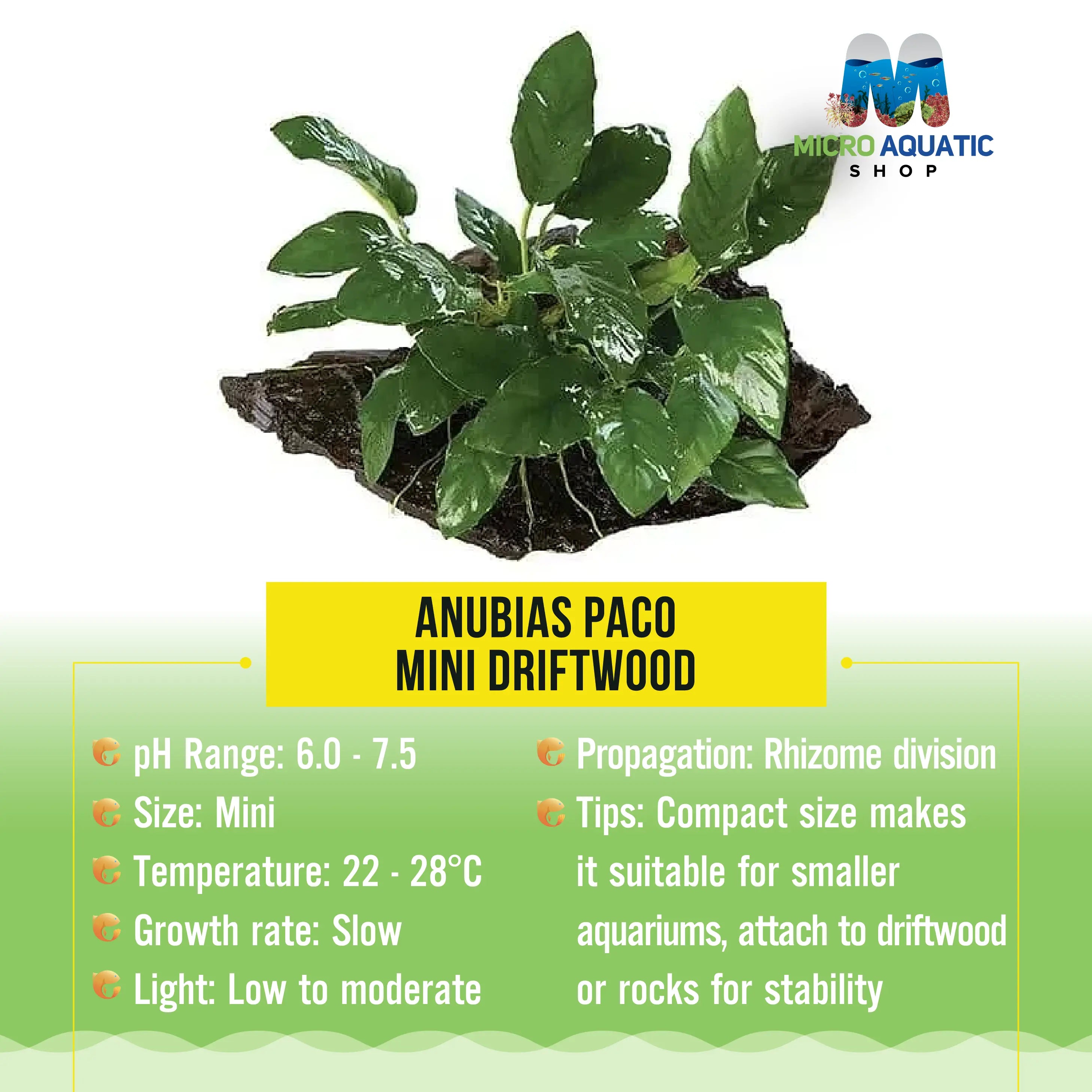 Anubias Paco - Mini Driftwood Micro Aquatic Shop