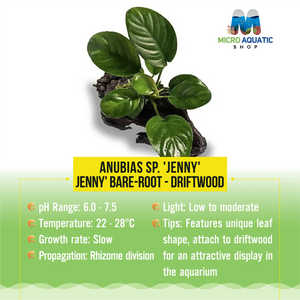 Anubias sp. Jenny- Driftwood Micro Aquatic Shop