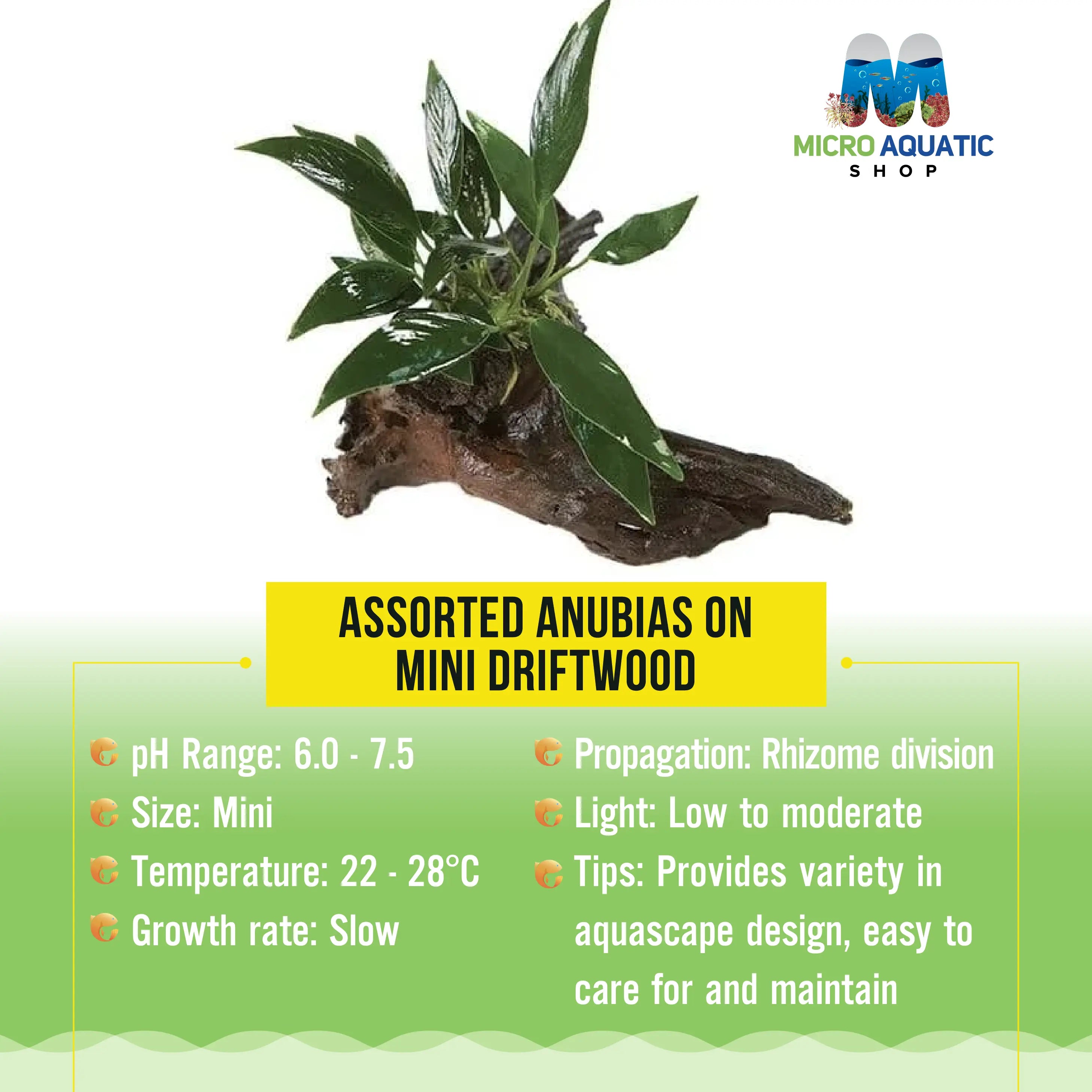 Assorted Anubias on Mini Driftwood Micro Aquatic Shop